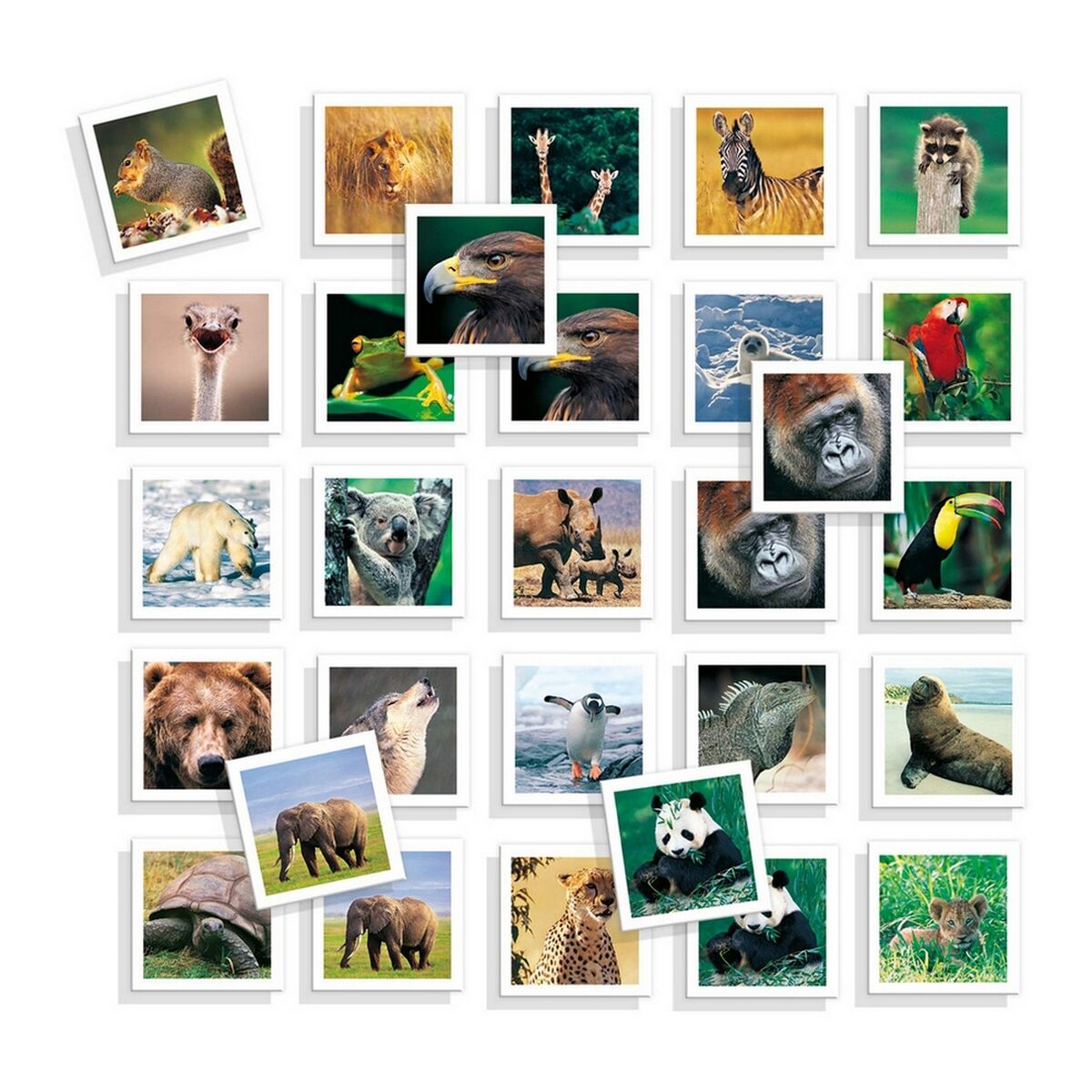 imagem de Jogo Educativo Diset Memo Photo Animales 54 Peças3