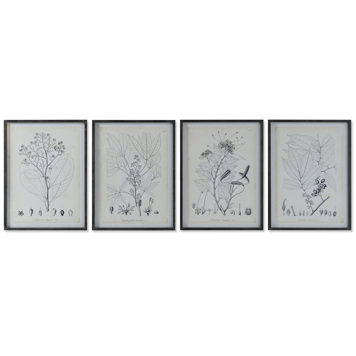 DKD Home Decor - Pintura DKD Home Decor Moderno Plantas botânicas 45 x 2,5 x 60 cm (4 Unidades)